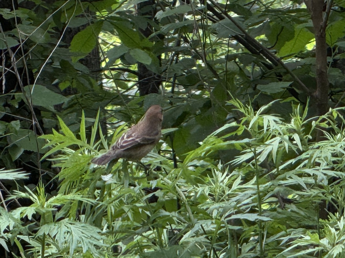 Indigo Bunting - ML635881338