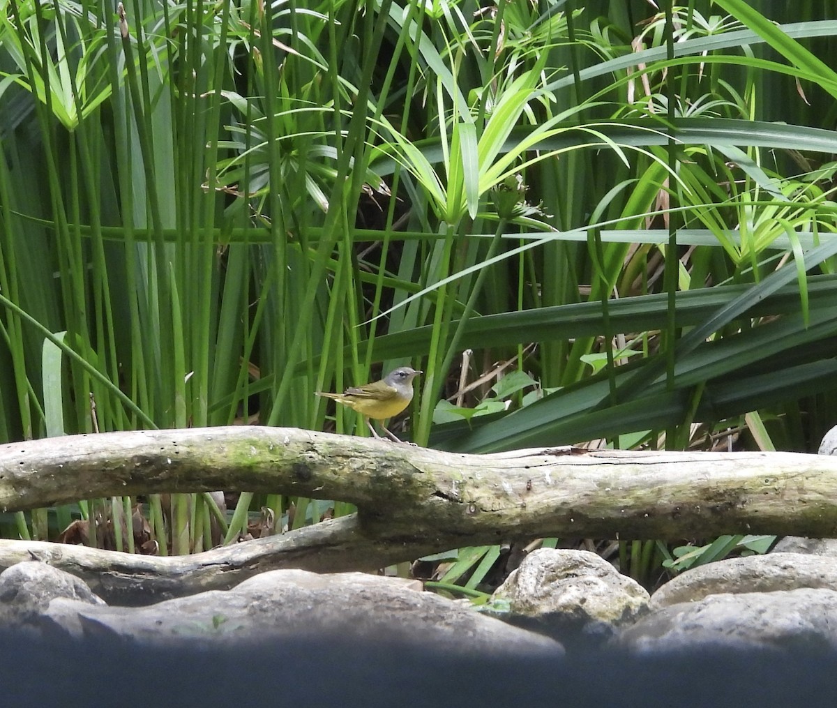 MacGillivray's Warbler - ML635881342