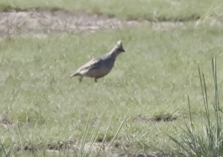 Colín Escamado - ML635881364
