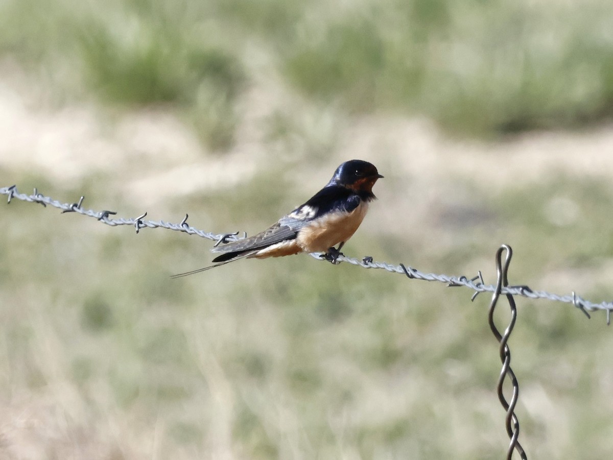 Golondrina Común - ML635881442