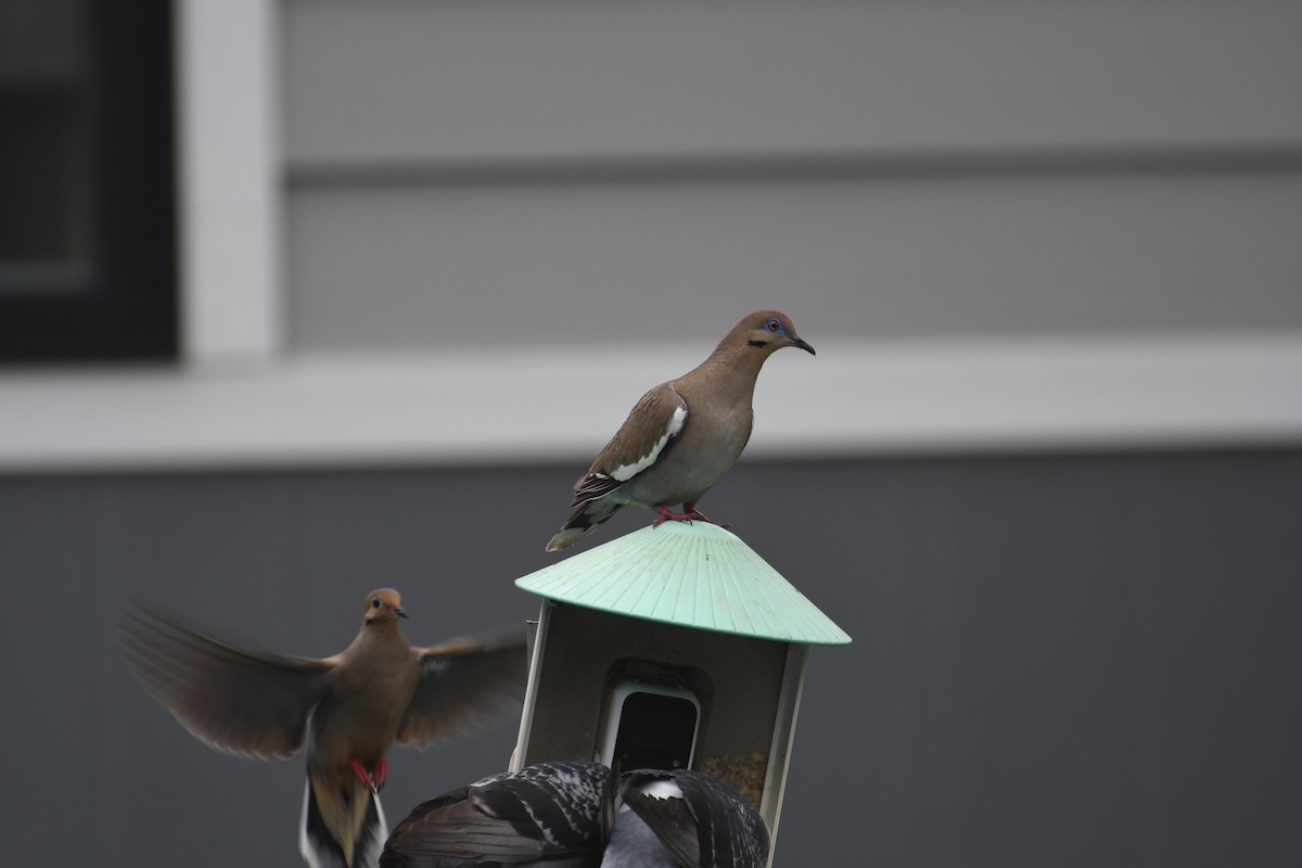 White-winged Dove - ML635881487