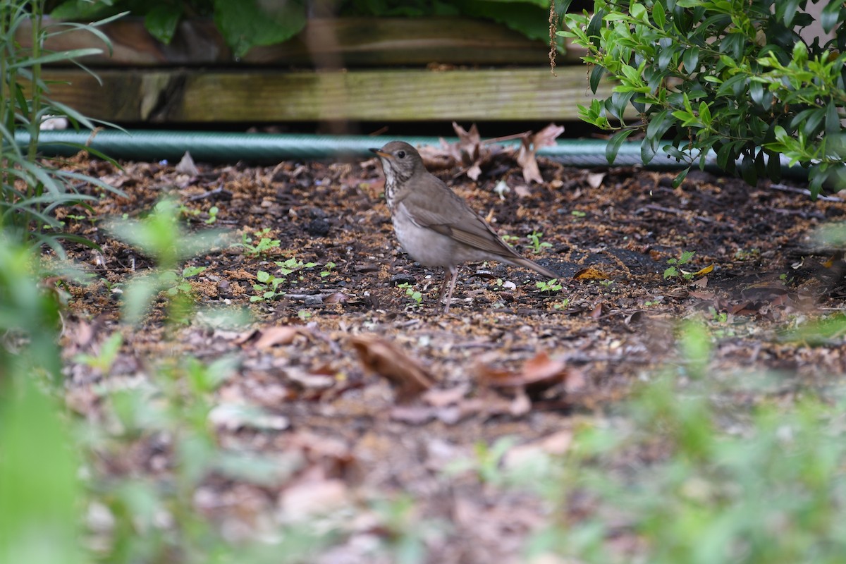 Gray-cheeked Thrush - ML635881513