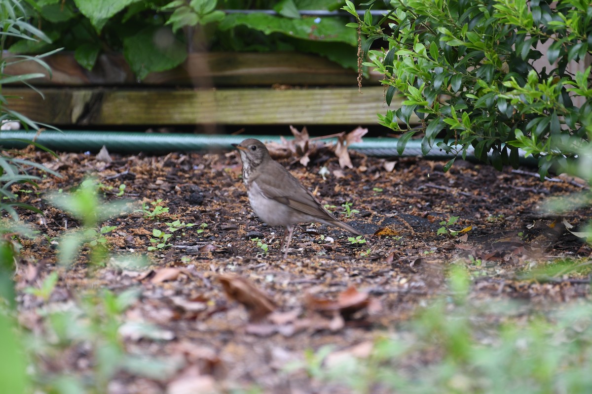 Gray-cheeked Thrush - ML635881515