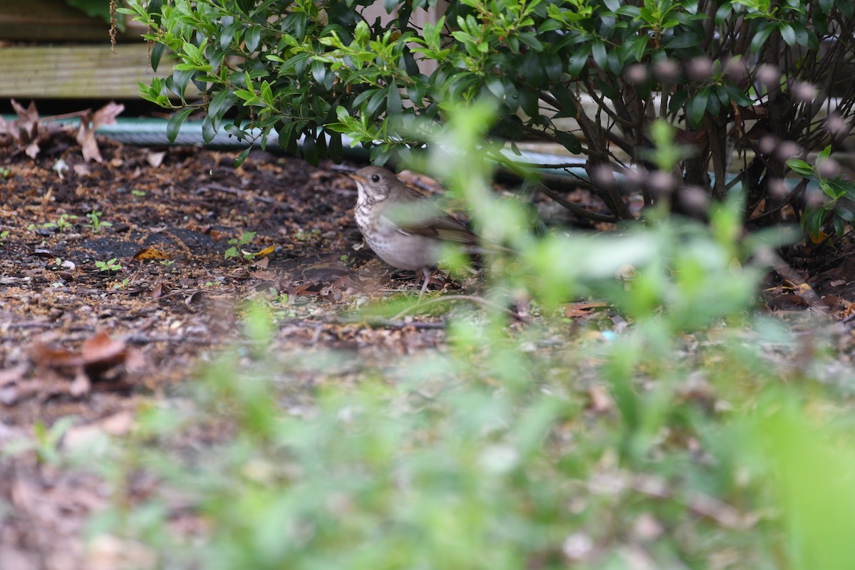 Gray-cheeked Thrush - ML635881518
