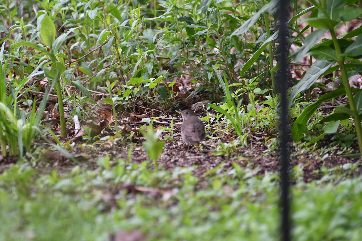 Gray-cheeked Thrush - ML635881520