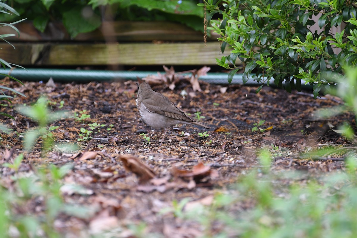 Gray-cheeked Thrush - ML635881526
