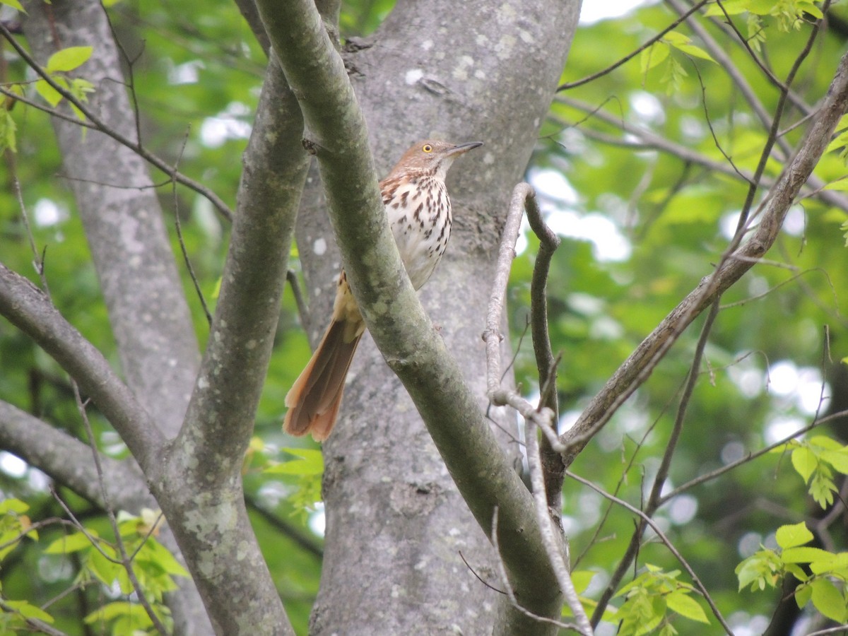 Brown Thrasher - ML635881527