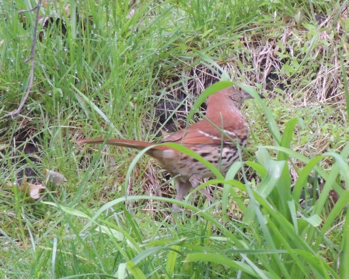 Brown Thrasher - ML635881528