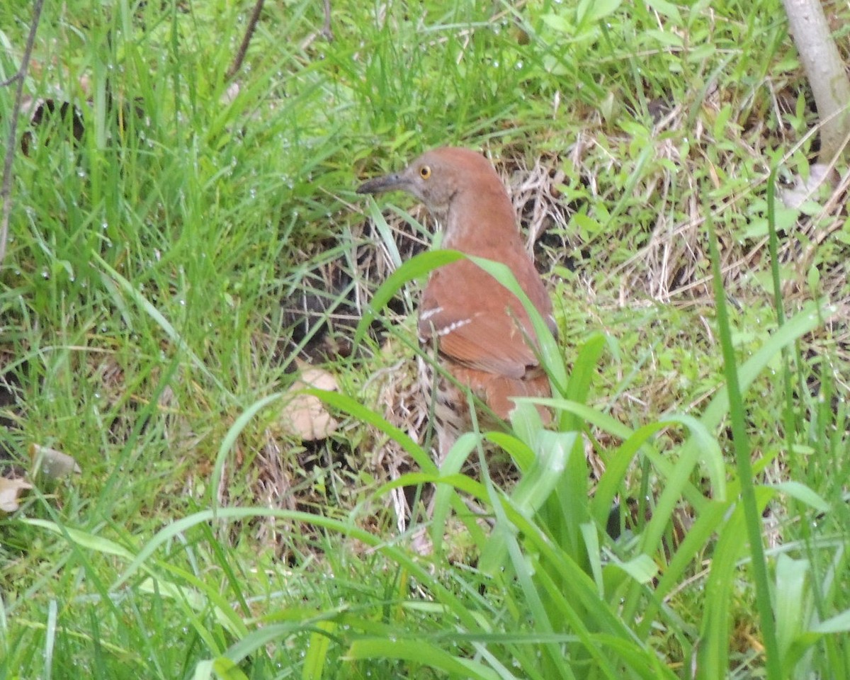 Brown Thrasher - ML635881529