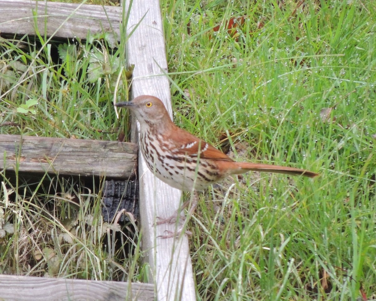 Brown Thrasher - ML635881530