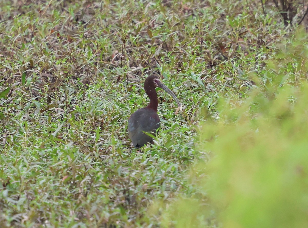 White-faced Ibis - ML635881620
