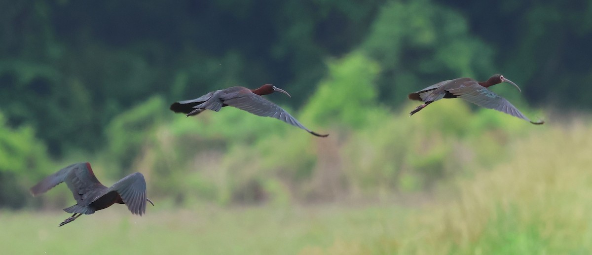 White-faced Ibis - ML635881622