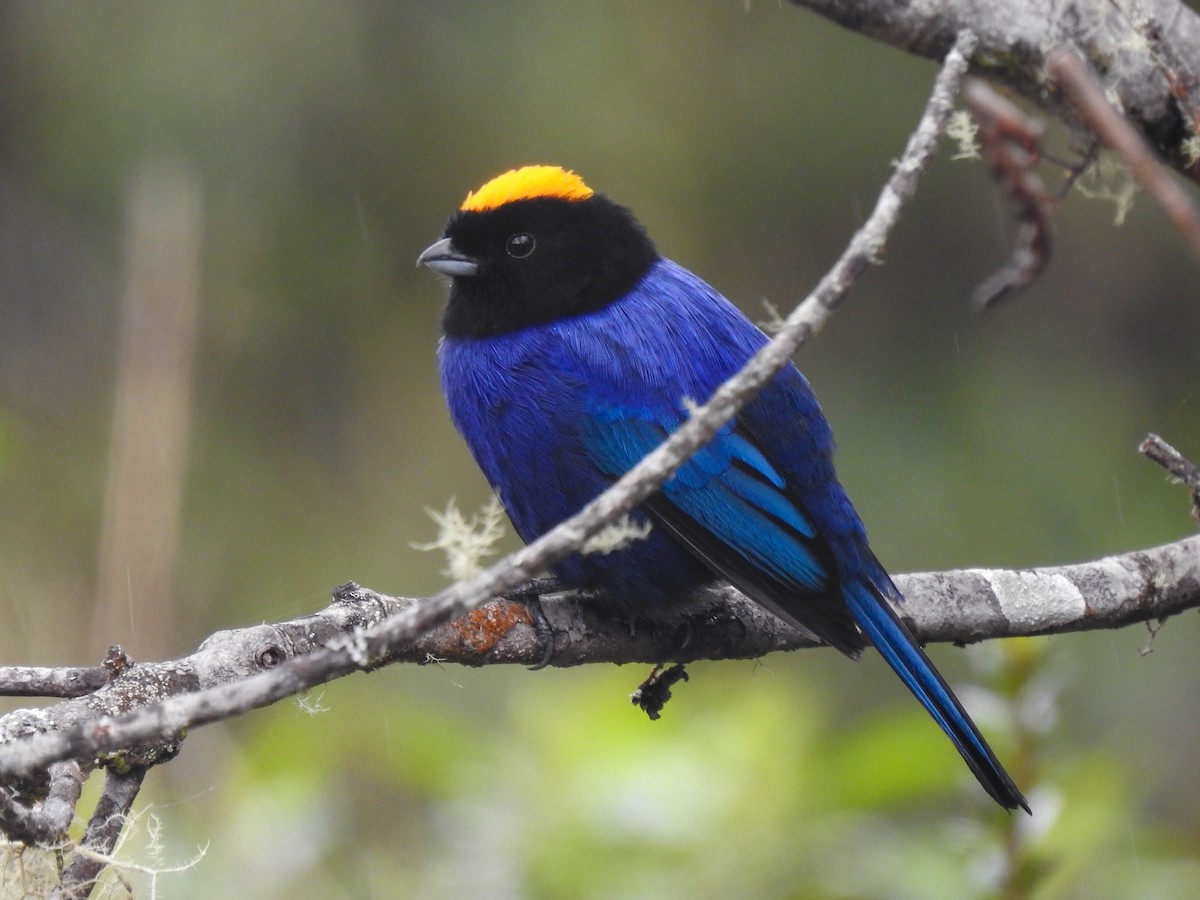 Golden-crowned Tanager - ML635881696