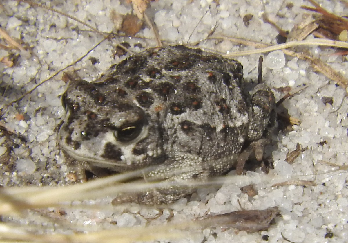 Amphibians - ML635881701