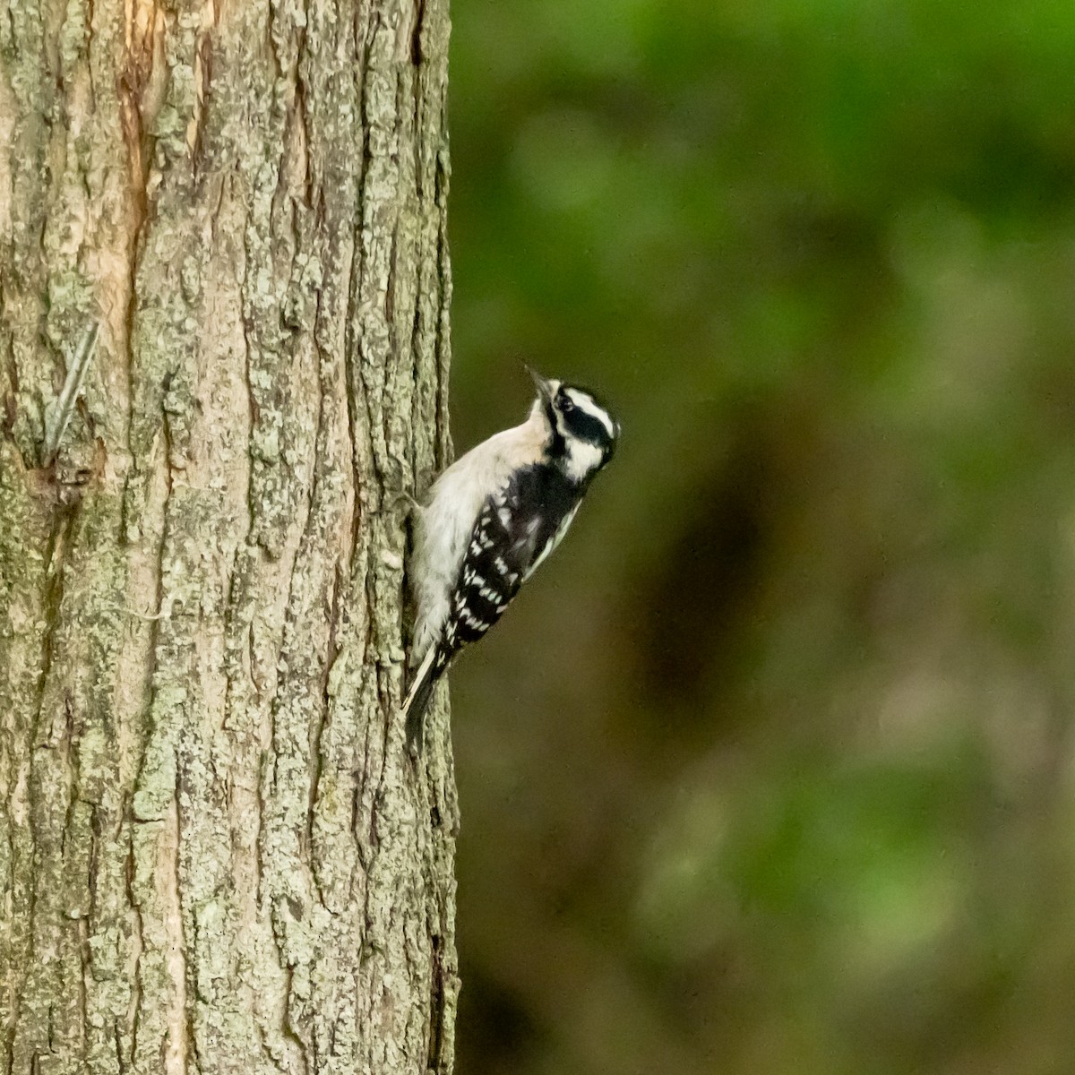 Downy Woodpecker - ML635881860