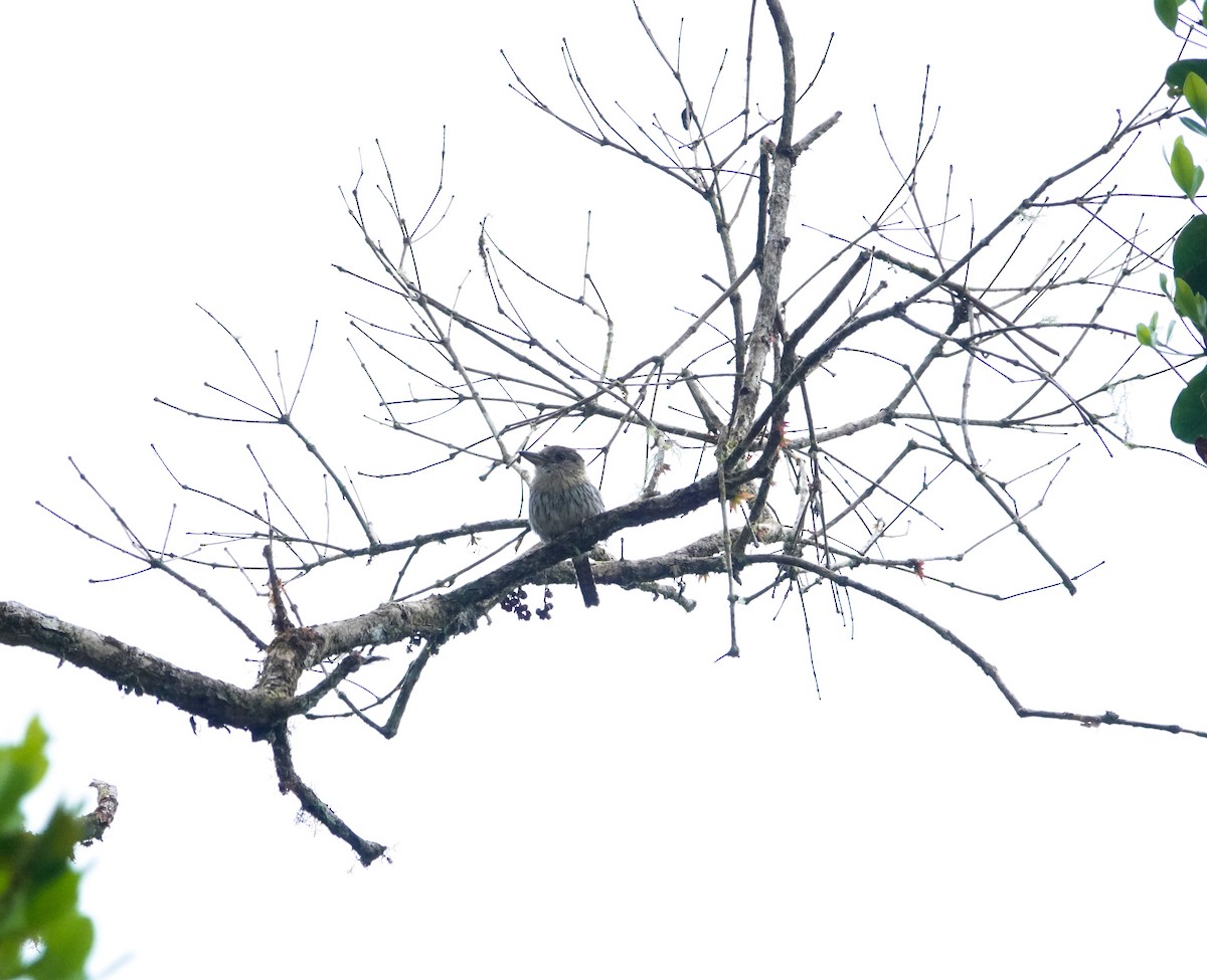 Western Striolated-Puffbird - ML635882003