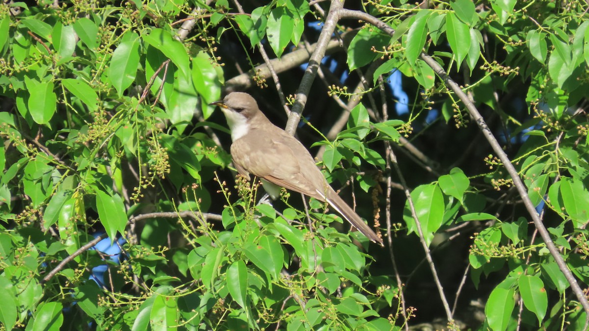Yellow-billed Cuckoo - ML635882124