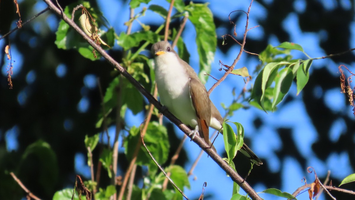 Yellow-billed Cuckoo - ML635882127
