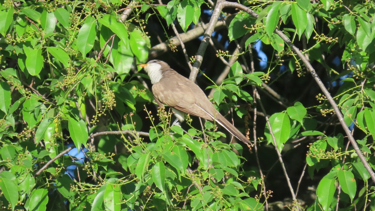 Yellow-billed Cuckoo - ML635882128