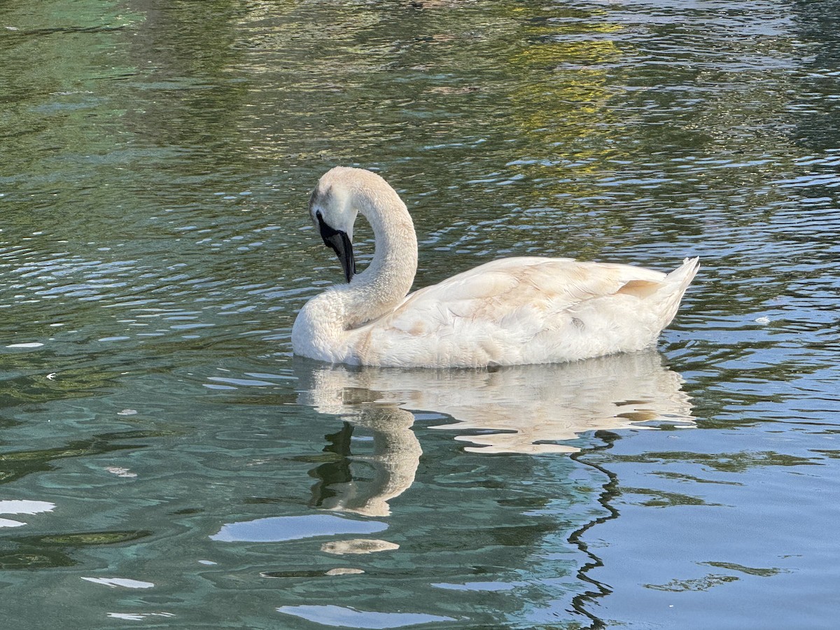 Cygne tuberculé - ML635882135
