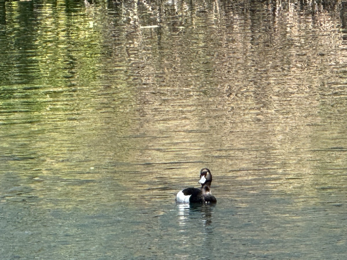 Fuligule morillon - ML635882148