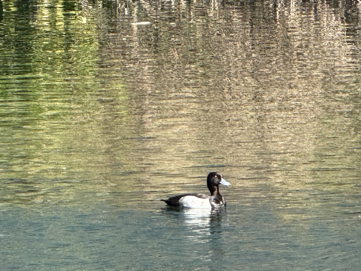 Fuligule morillon - ML635882149