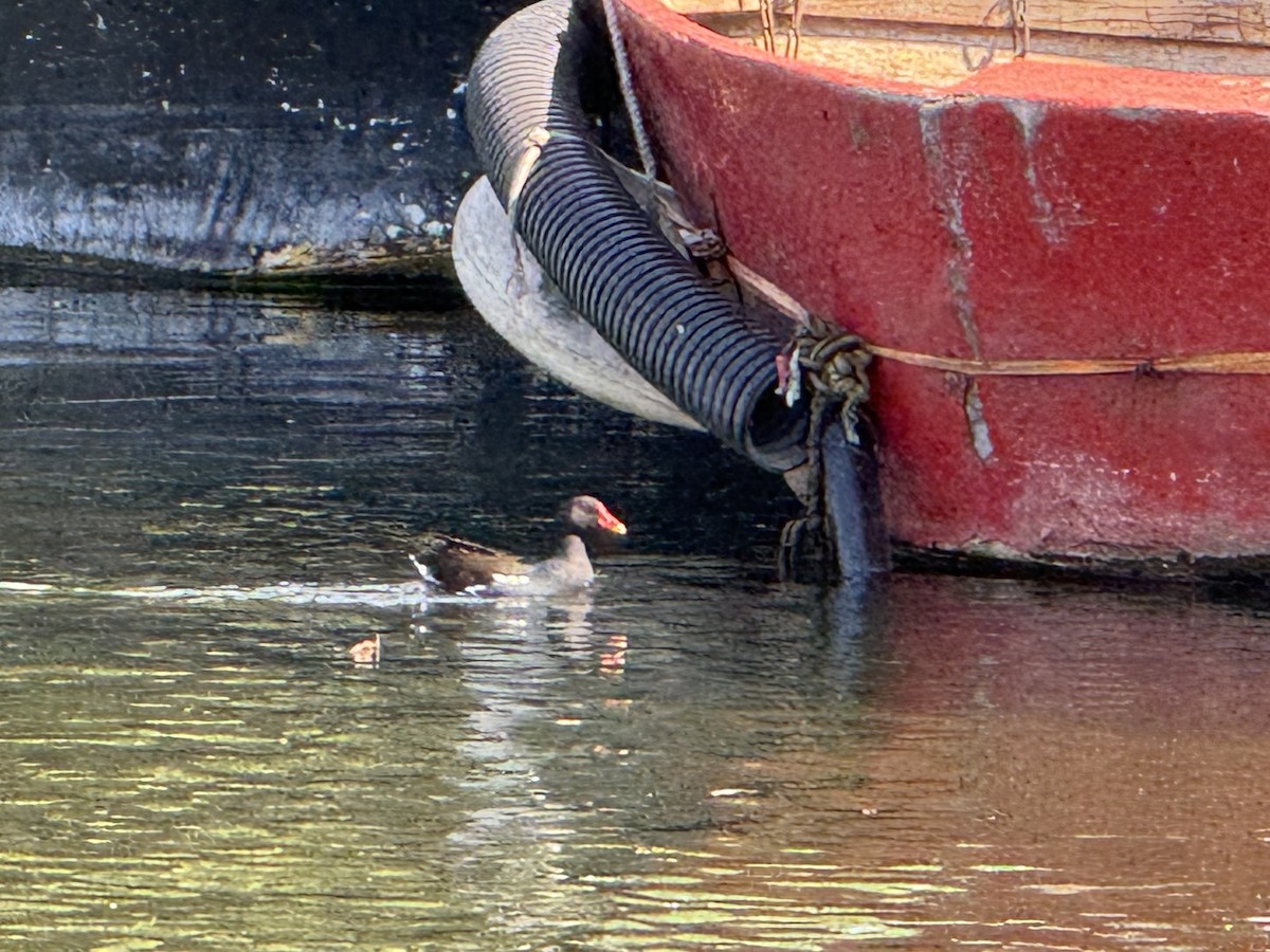 Gallinule poule-d'eau - ML635882151
