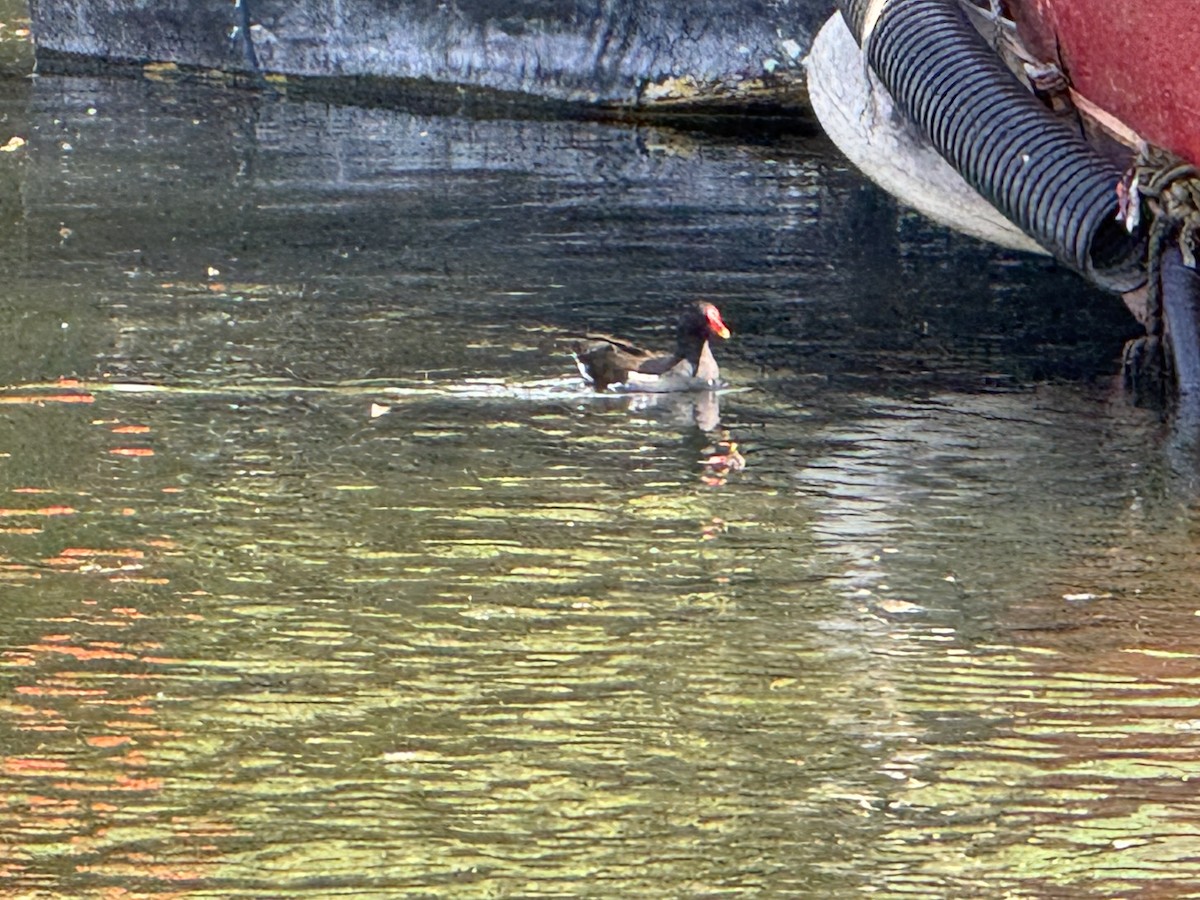 Gallinule poule-d'eau - ML635882152