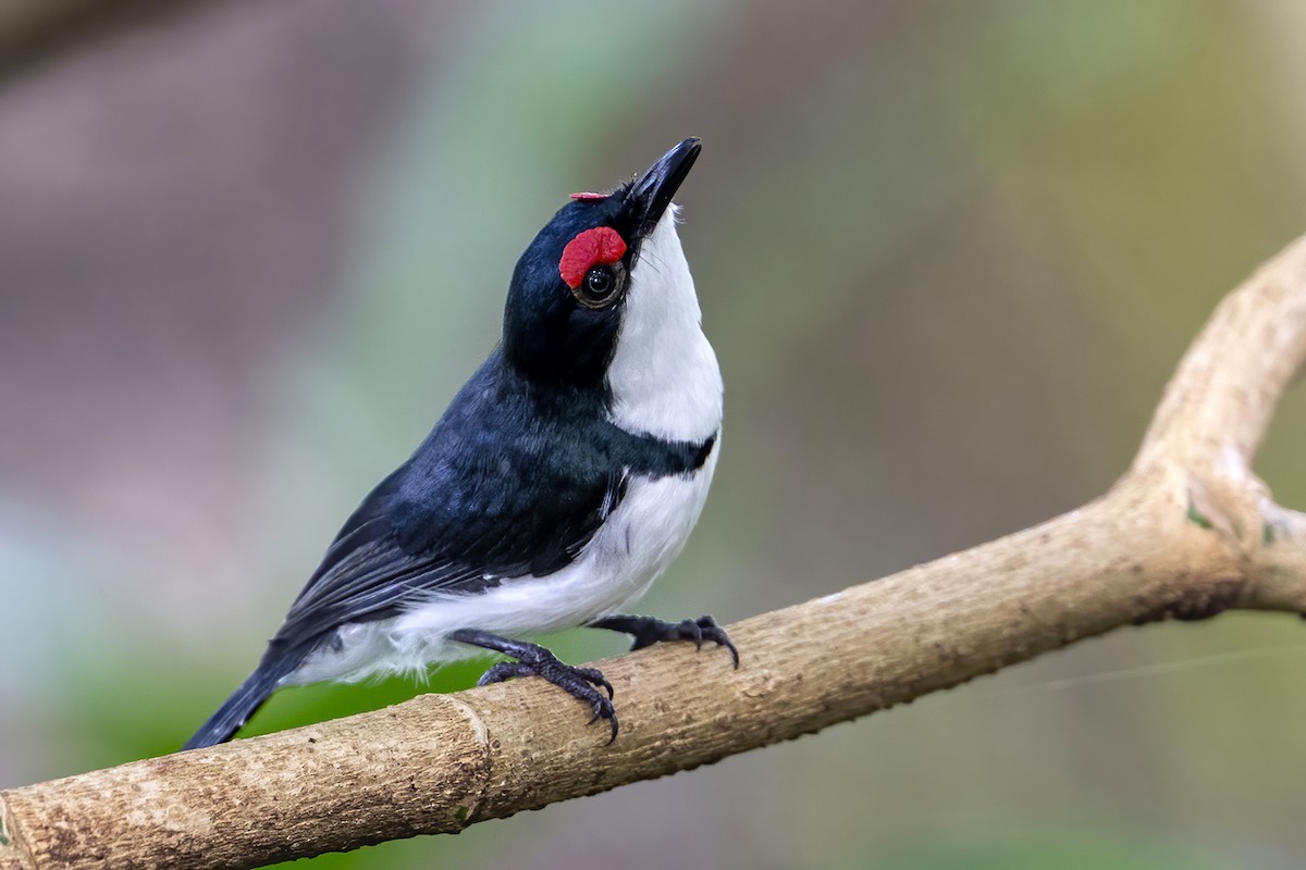Black-throated Wattle-eye - ML635882159