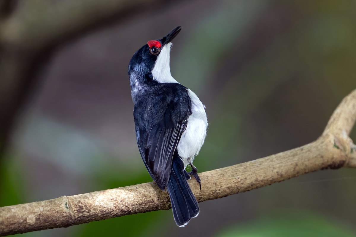 Black-throated Wattle-eye - ML635882160