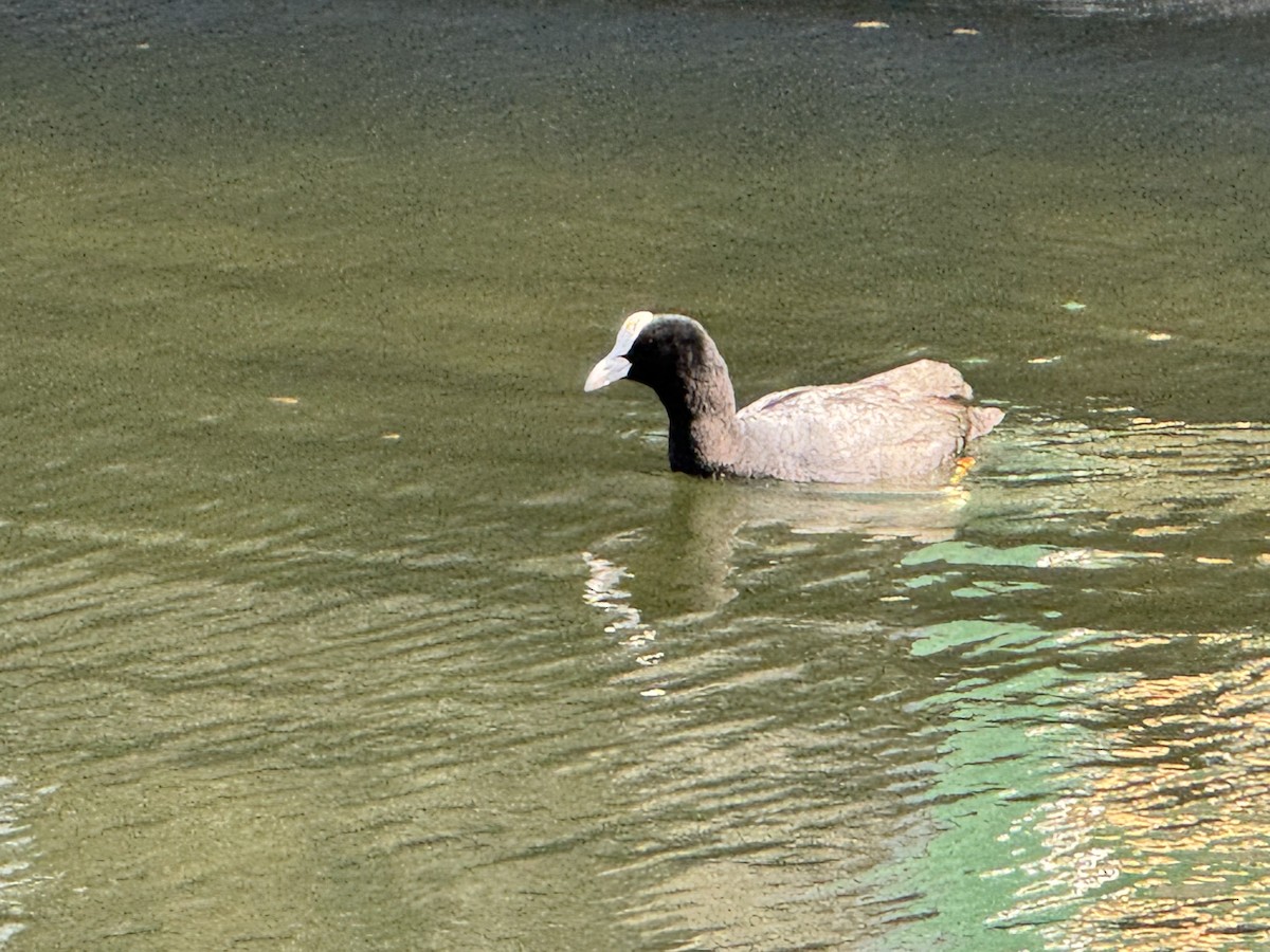 Foulque macroule - ML635882161