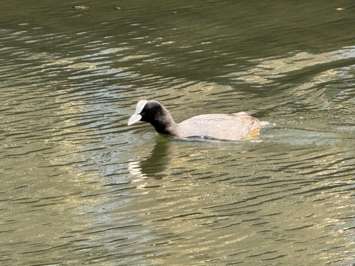 Foulque macroule - ML635882162