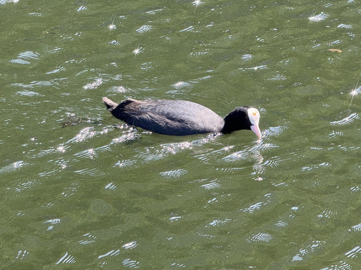 Foulque macroule - ML635882163