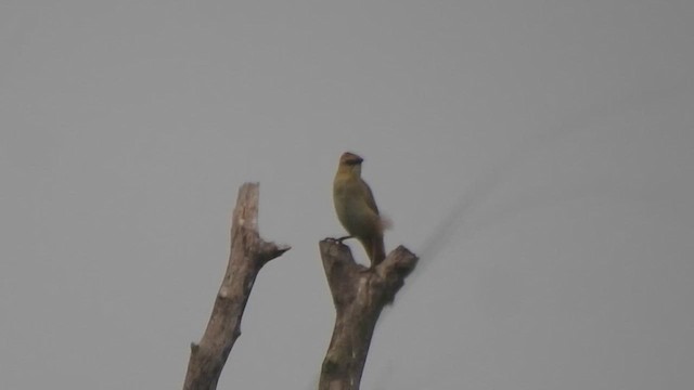 Bristled Grassbird - ML635882205