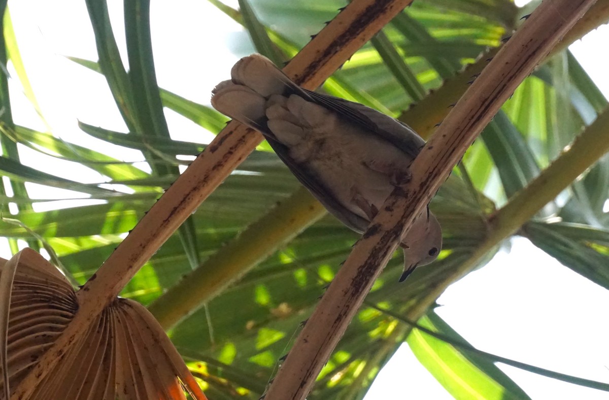 Black-billed Wood-Dove - ML635882301