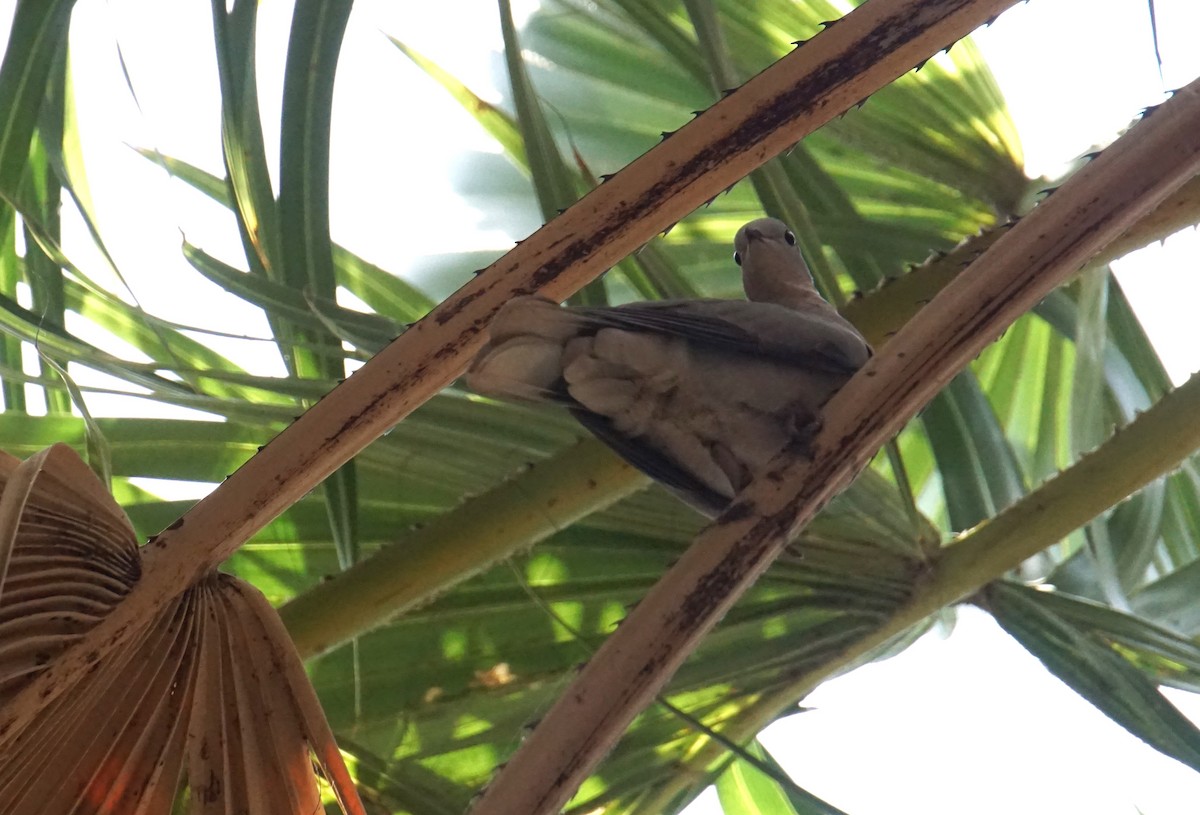 Black-billed Wood-Dove - ML635882303