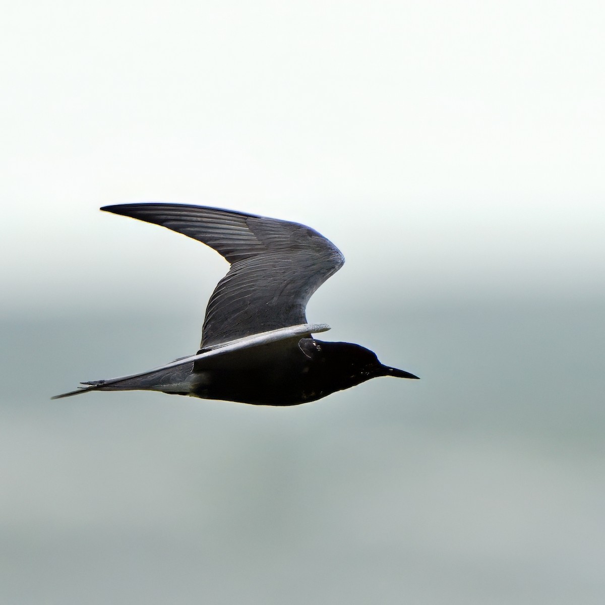 Black Tern - ML635882360