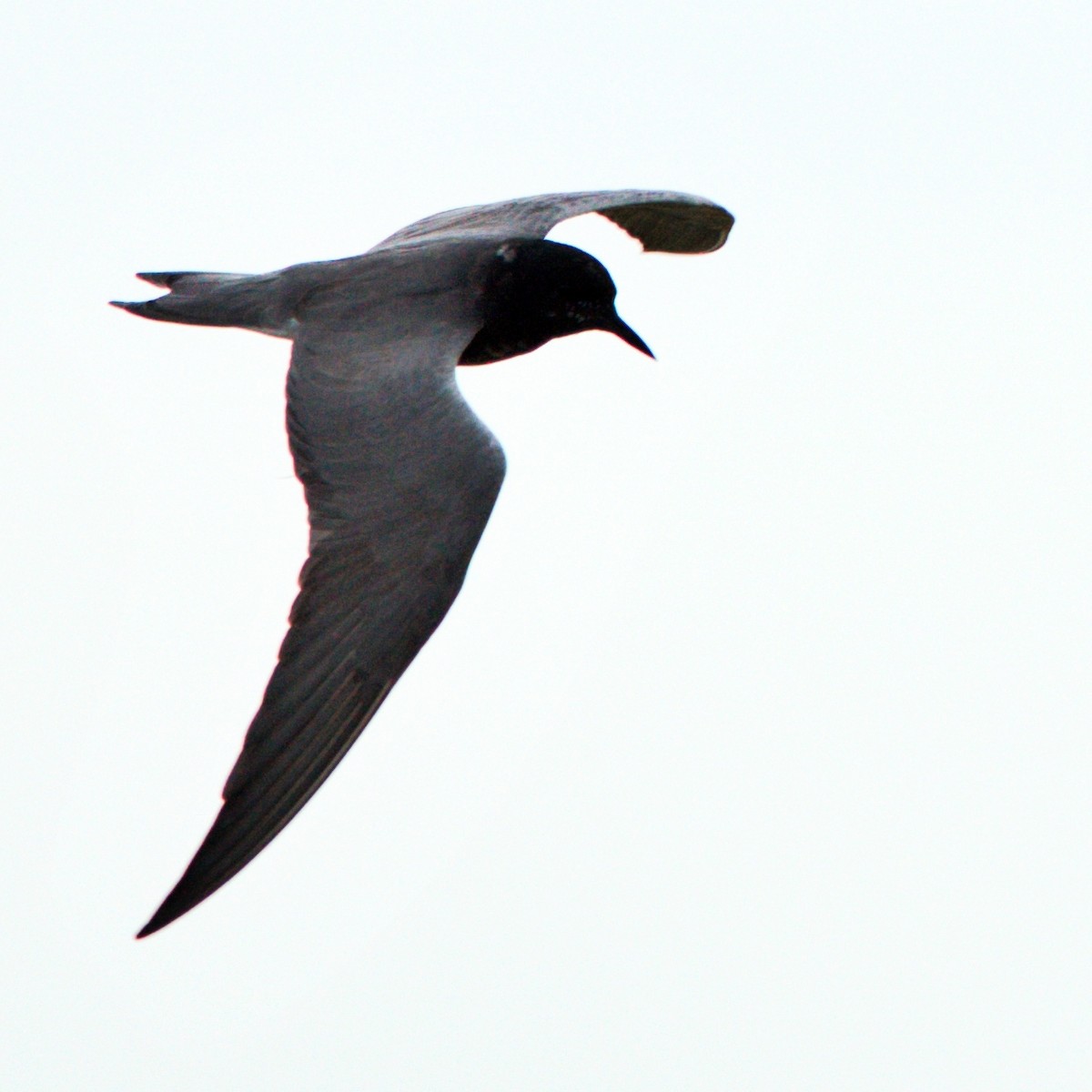 Black Tern - ML635882363