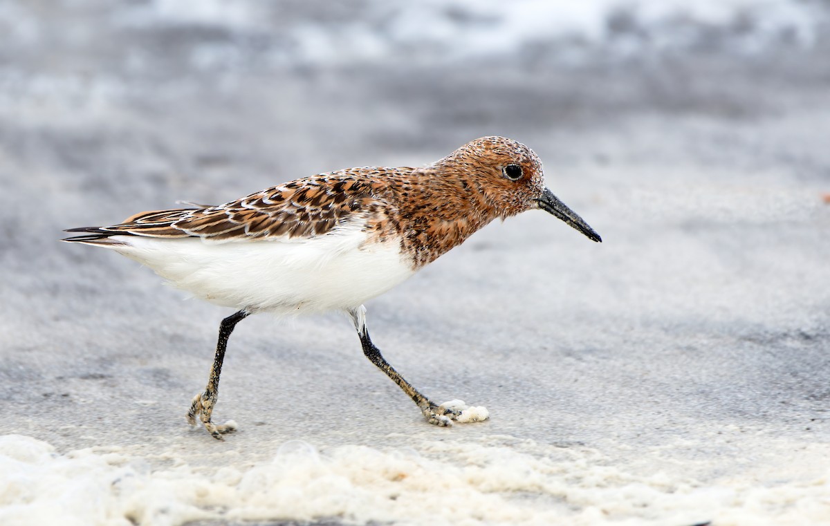 Sanderling - ML635882375