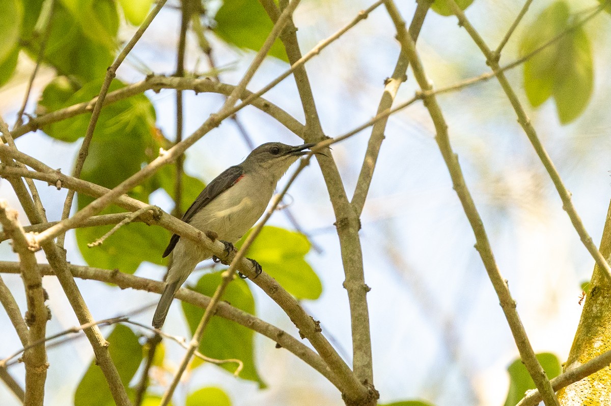 Mouse-colored Sunbird - ML635882443