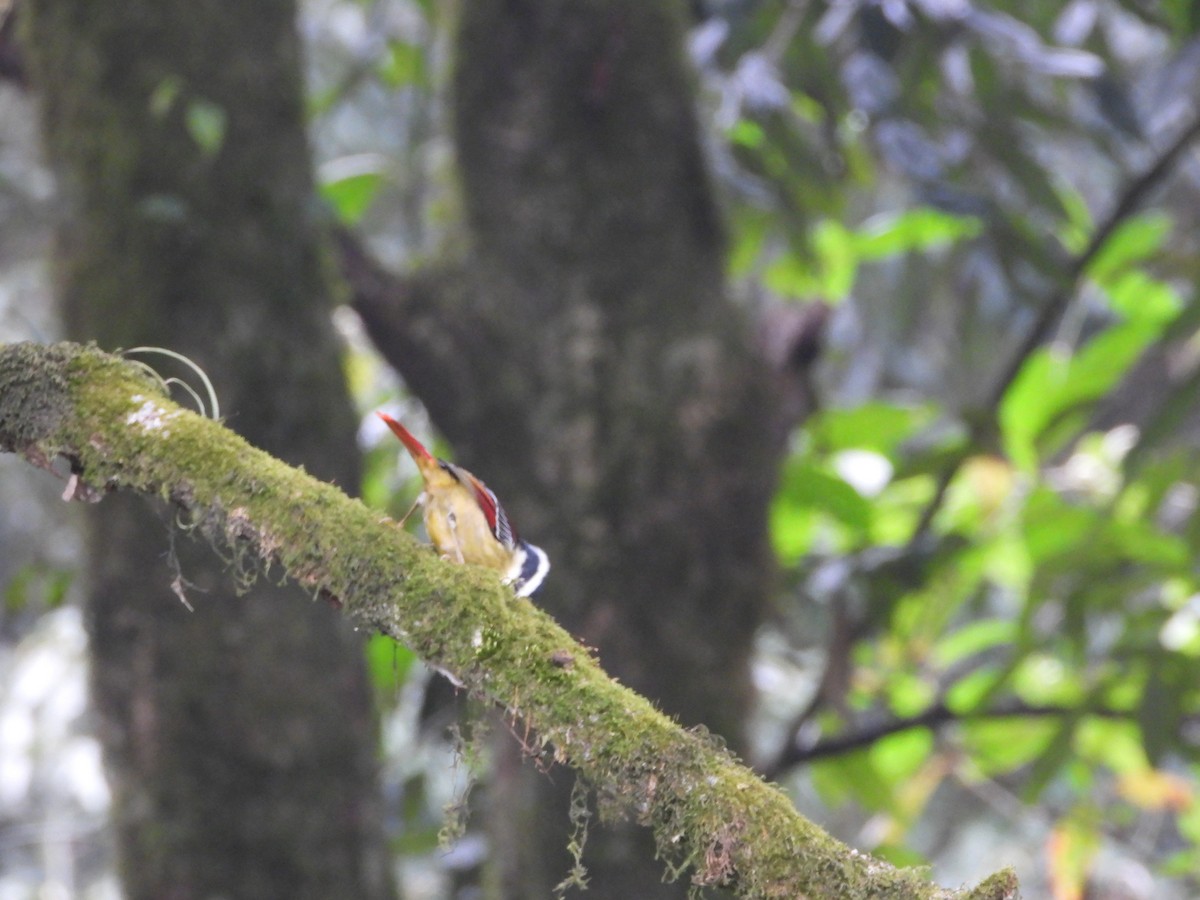 Red-tailed Minla - ML635882449