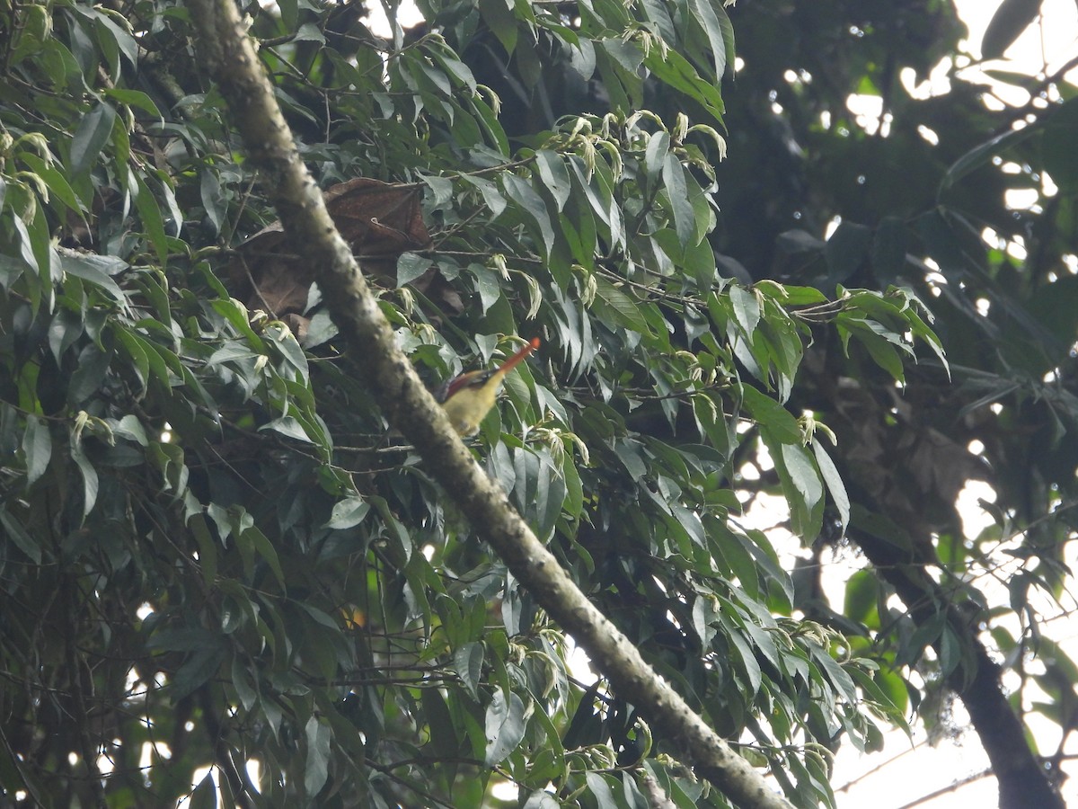 Red-tailed Minla - ML635882450