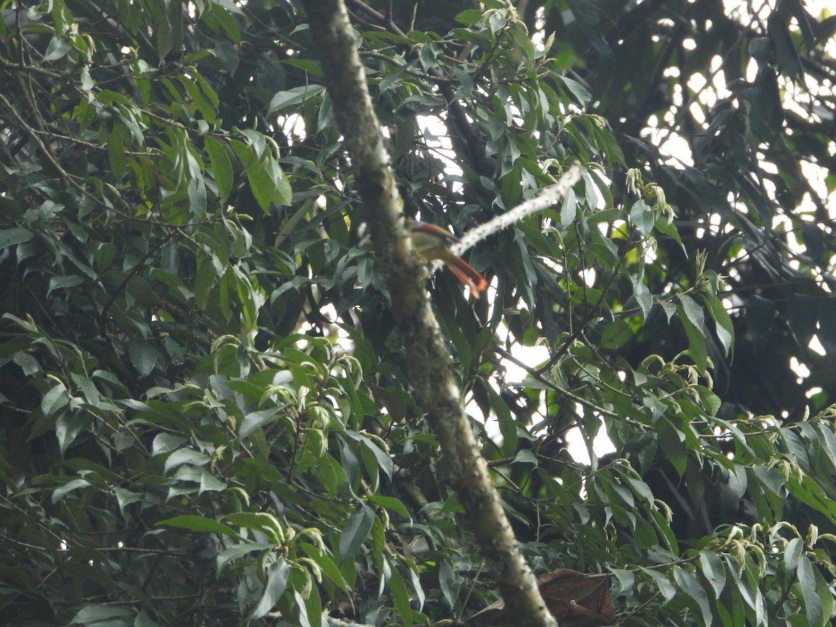 Red-tailed Minla - ML635882451