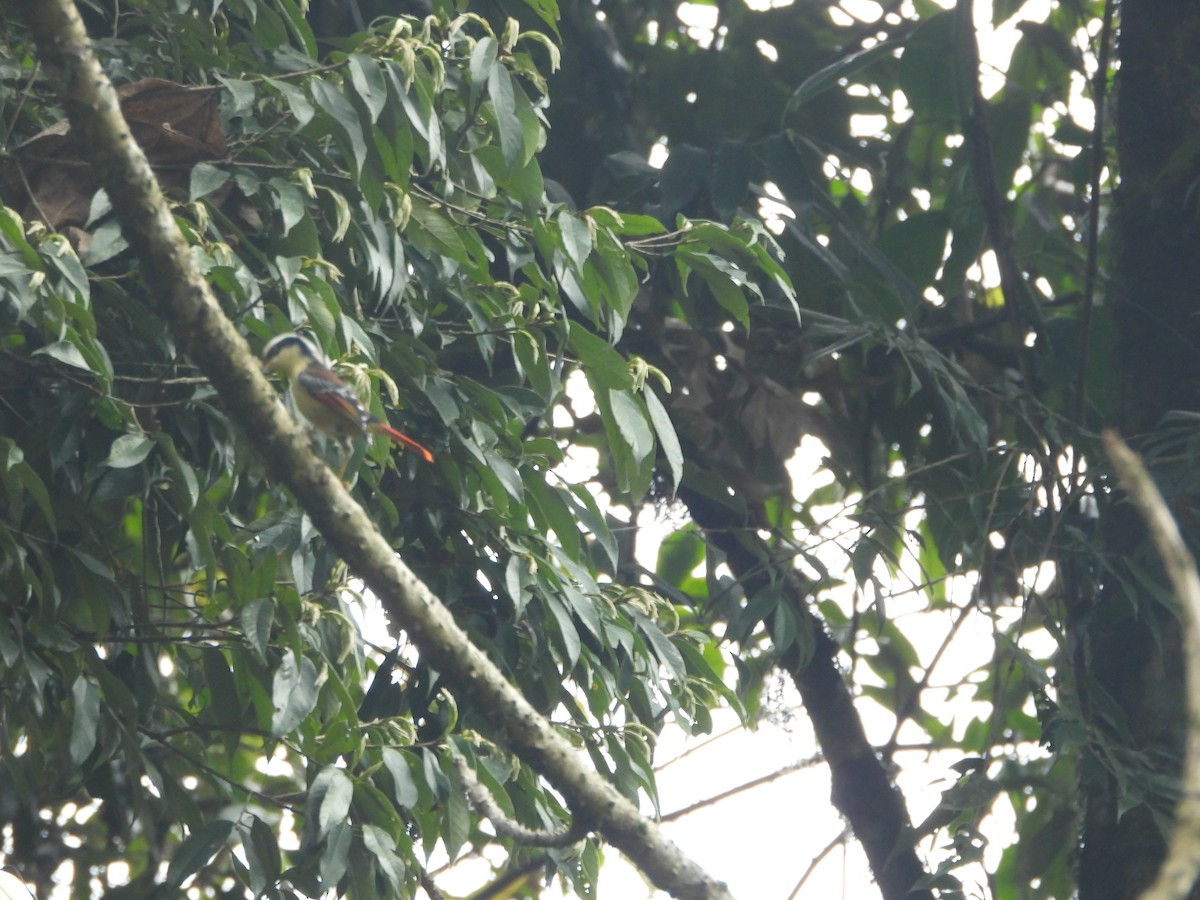 Red-tailed Minla - ML635882452