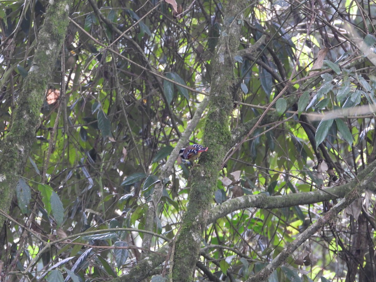 Red-tailed Minla - ML635882453