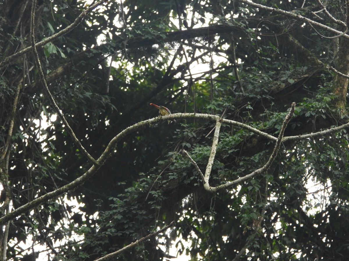 Red-tailed Minla - ML635882454