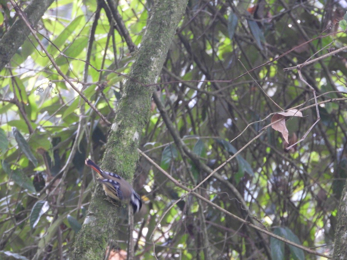 Red-tailed Minla - ML635882457