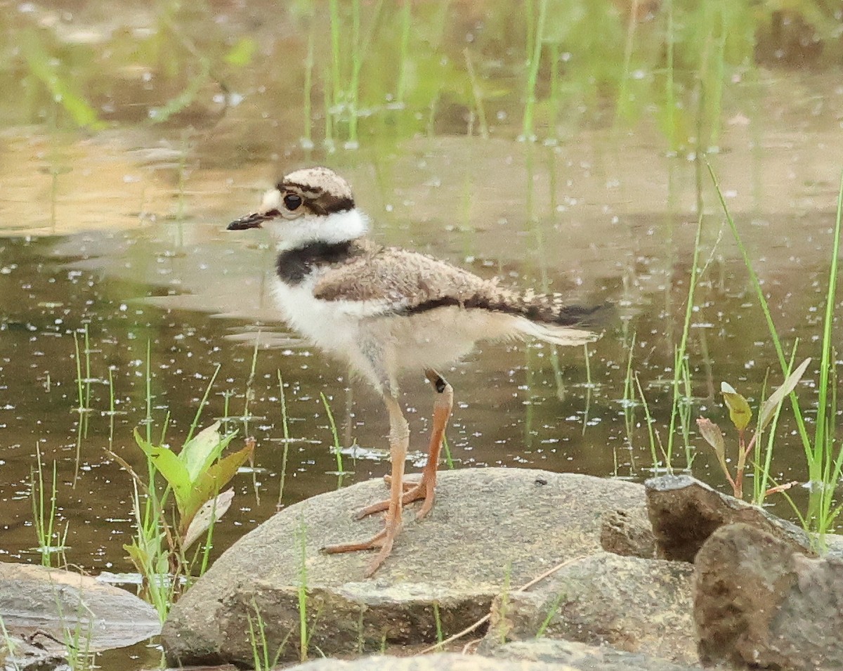 Killdeer - ML635882500