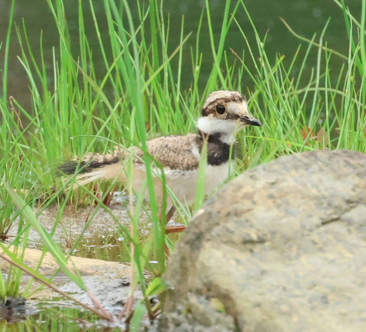 Killdeer - ML635882501