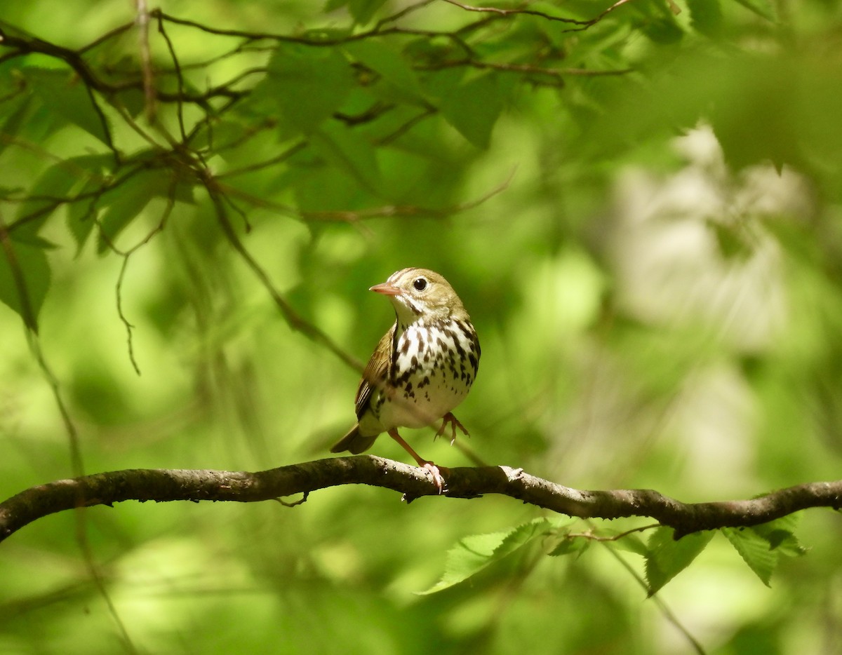 Ovenbird - ML635882525